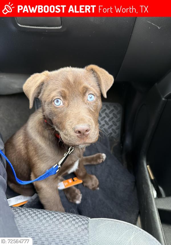 Lost Female Dog last seen Village creek rd, Fort Worth, TX 76119