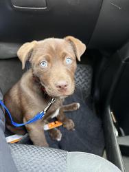 Lost Female Dog last seen Village creek rd, Fort Worth, TX 76119