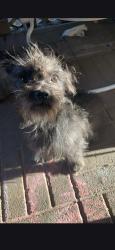 Lost Male Dog last seen This is by grover's dog park twentieth street.In grovers, Phoenix, AZ 85032