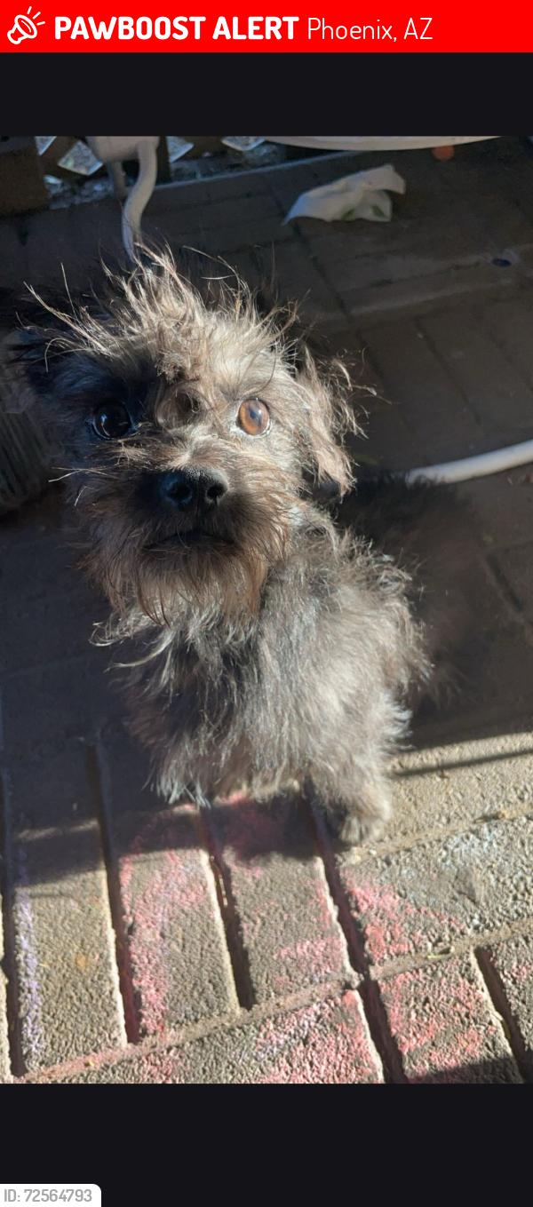 Lost Male Dog last seen This is by grover's dog park twentieth street.In grovers, Phoenix, AZ 85032