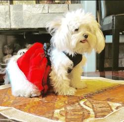 Lost Female Dog last seen Cascade Way and Delta Pointe, Sacramento, CA 95823