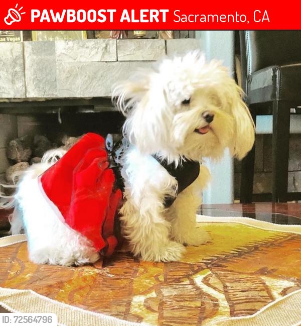 Lost Female Dog last seen Cascade Way and Delta Pointe, Sacramento, CA 95823