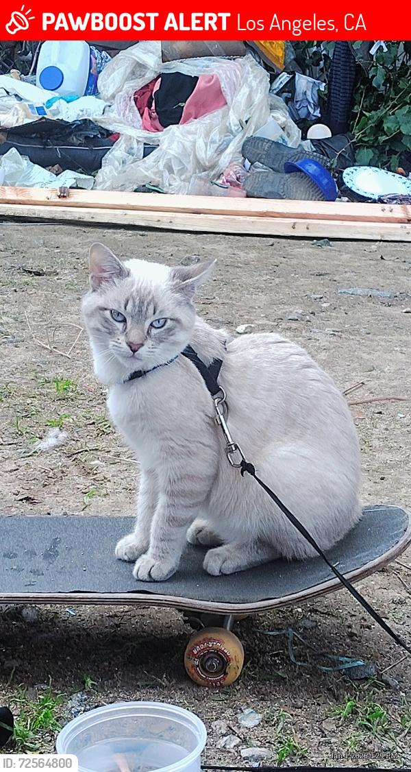 Lost Male Cat last seen Ralphs off of victory and fallbrook in West hills, Los Angeles, CA 91307