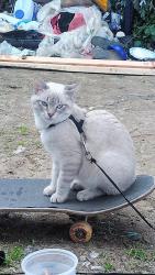 Lost Male Cat last seen Ralphs off of victory and fallbrook in West hills, Los Angeles, CA 91307