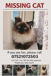 Lost Female Cat last seen Sainsbury's, The Priory Witham Academy, The Mead, Lincolnshire, England LN6 7JA
