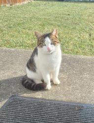 Found/Stray Male Cat last seen Lincoln Village , Columbus, OH 43228