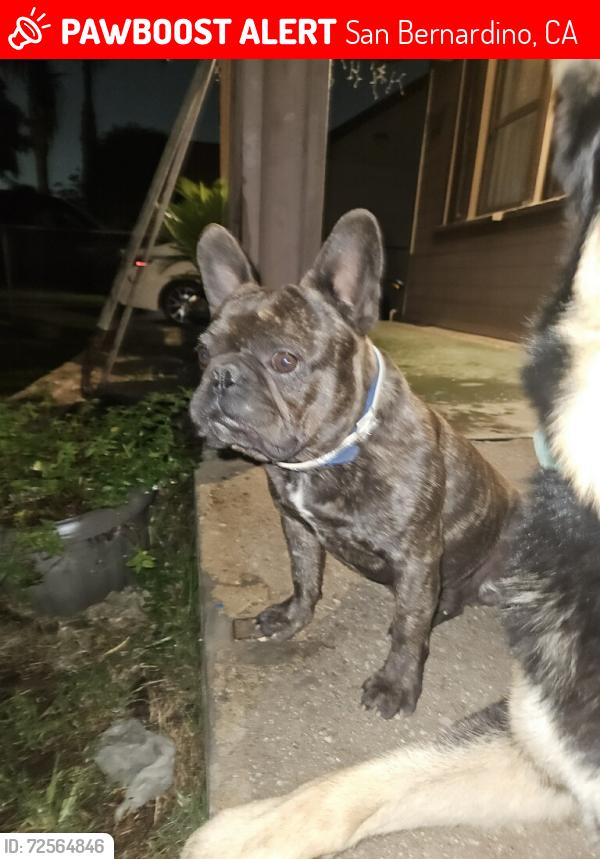 Lost Male Dog last seen Court st. San Bernardino , San Bernardino, CA 92410