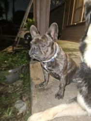 Lost Male Dog last seen Court st. San Bernardino , San Bernardino, CA 92410