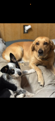 Lost Male Dog last seen Brick Church Meats , Cornersville, TN 37047