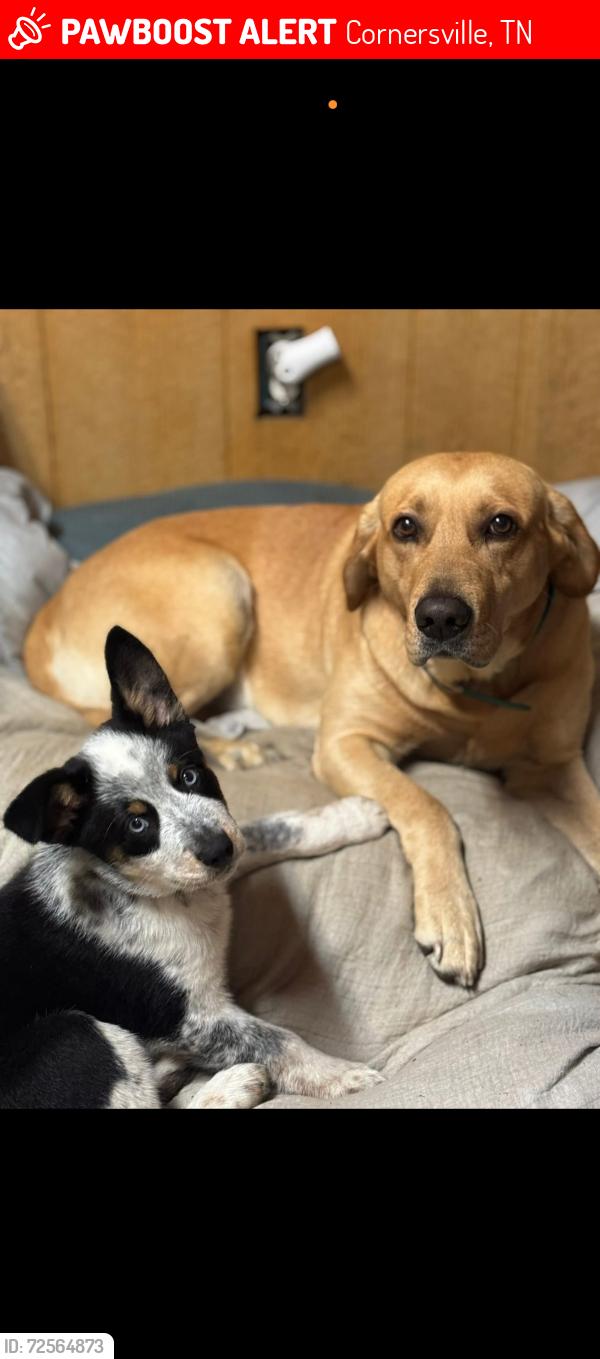 Lost Male Dog last seen Brick Church Meats , Cornersville, TN 37047