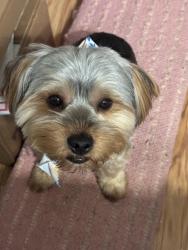 Lost Male Dog last seen Leslie est, Miami Gardens, FL 33056