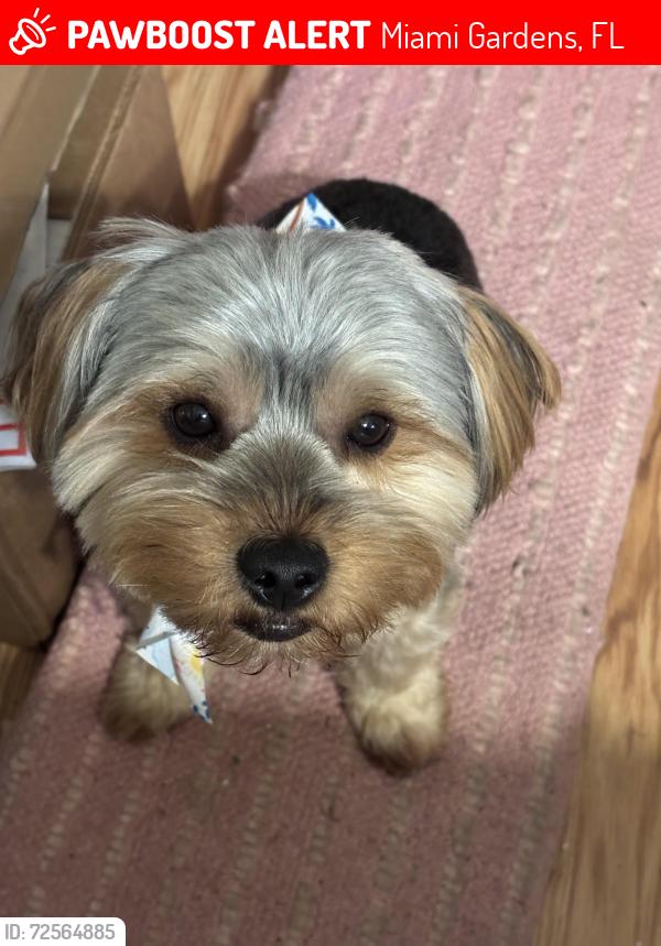 Lost Male Dog last seen Leslie est, Miami Gardens, FL 33056
