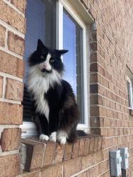 Lost Male Cat last seen Maynard terrace and flt shoals, Atlanta, GA 30316