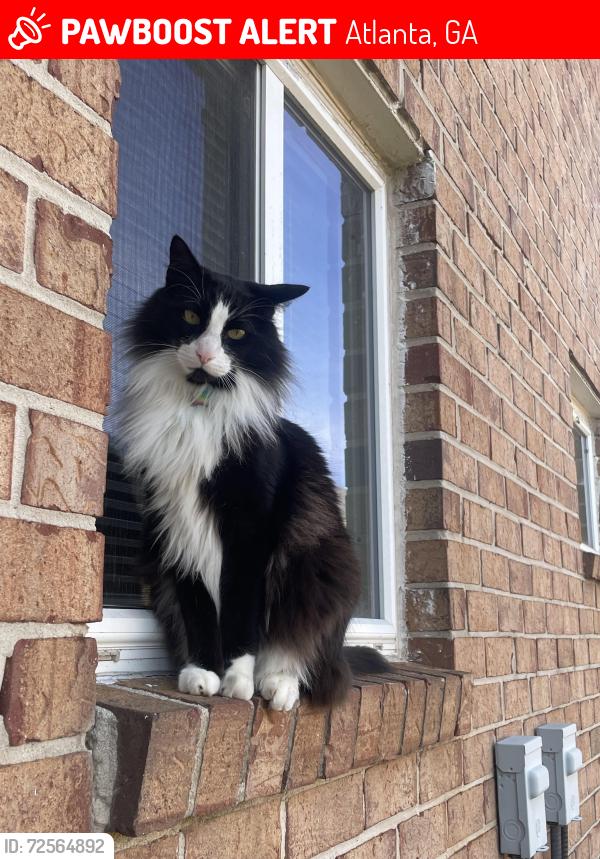 Lost Male Cat last seen Maynard terrace and flt shoals, Atlanta, GA 30316