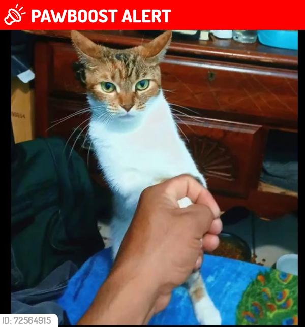 Lost Female Cat last seen Near y Broadway West palm beach , West Palm Beach, FL 33407