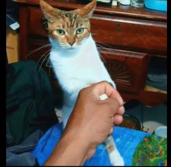 Lost Female Cat last seen Near y Broadway West palm beach , West Palm Beach, FL 33407