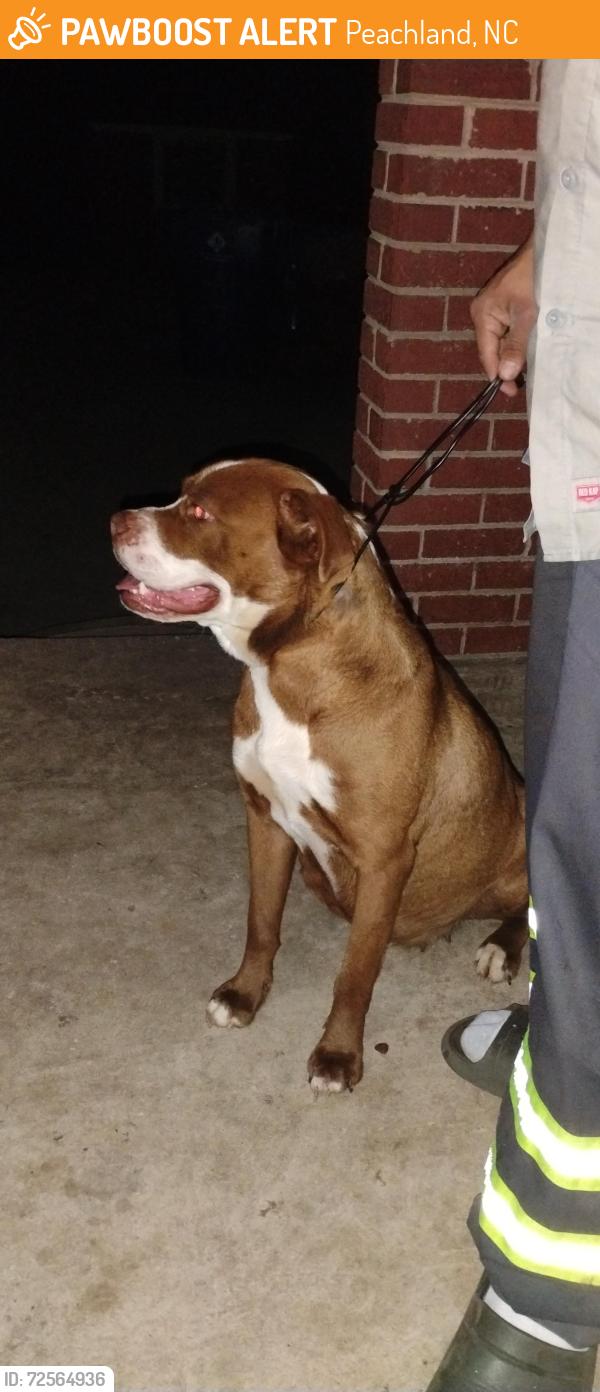 Found/Stray Female Dog last seen West St, school st peachland nc , Peachland, NC 28133