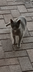 Found/Stray Female Cat last seen Magnolia st, Windermere, FL 34786