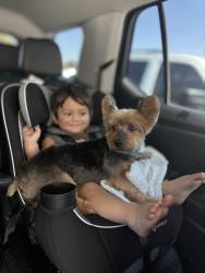 Lost Male Dog last seen Ballard Peak & Anarbor Field, San Antonio, TX 78254