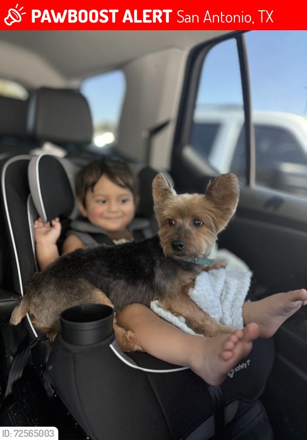 Lost Male Dog last seen Ballard Peak & Anarbor Field, San Antonio, TX 78254