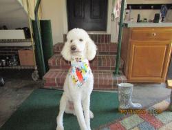 Lost Male Dog last seen North Bunker Hill & Ballard Road, Oak Ridge, NC 27235