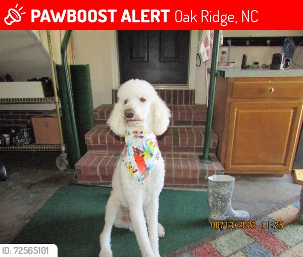 Lost Male Dog last seen North Bunker Hill & Ballard Road, Oak Ridge, NC 27235