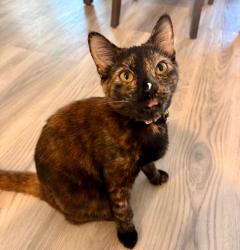 Lost Female Cat last seen Hidden River Ln Oakwood Ga, Oakwood, GA 30566