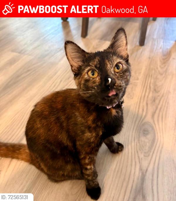 Lost Female Cat last seen Hidden River Ln Oakwood Ga, Oakwood, GA 30566