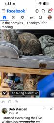 Lost Female Cat last seen Ford rd and 413, Bristol, PA 19007