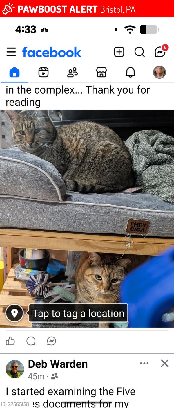 Lost Female Cat last seen Ford rd and 413, Bristol, PA 19007