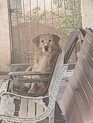 Lost Male Dog last seen Rio Grande high school , South Valley, NM 87105