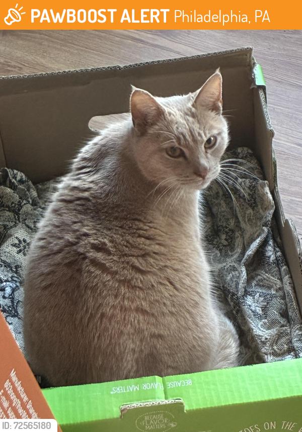 Found/Stray Unknown Cat last seen Second and Fisher, Philadelphia, PA 19120