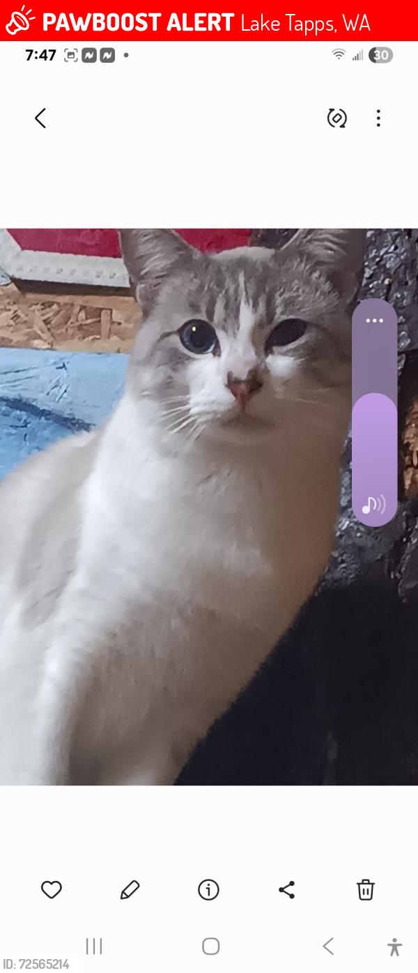 Lost Male Cat last seen 169th, Lake Tapps, WA 98391
