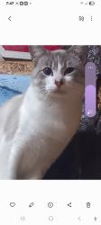 Lost Male Cat last seen 169th, Lake Tapps, WA 98391