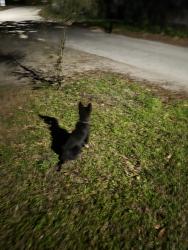 Lost Male Dog last seen Near oak Forest, Jacksonville, FL 32211