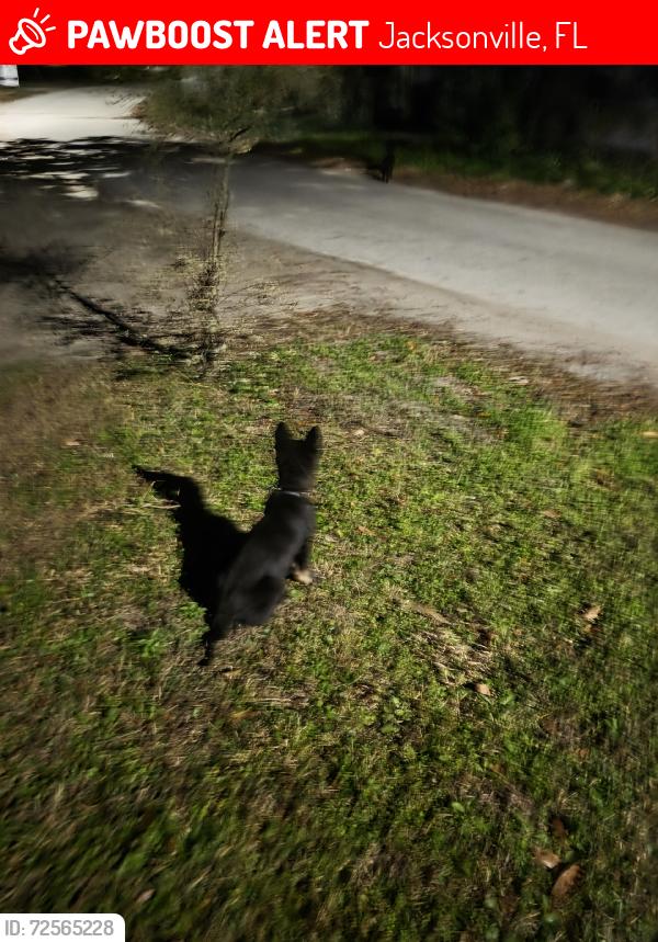 Lost Male Dog last seen Near oak Forest, Jacksonville, FL 32211