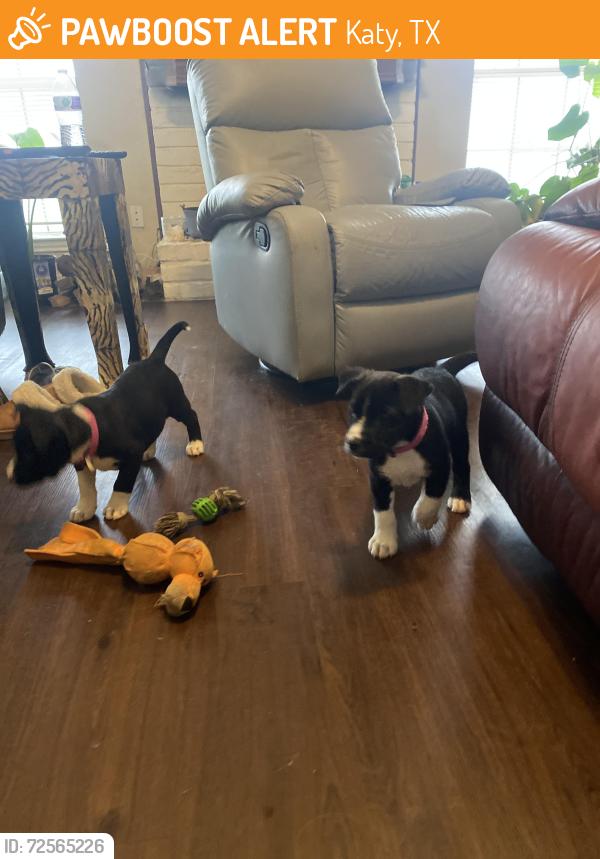 Found/Stray Unknown Dog last seen Morton Rd, Katy, TX 77493