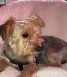 Lost Male Dog last seen Twin air shopping center , Indianapolis, IN 46203