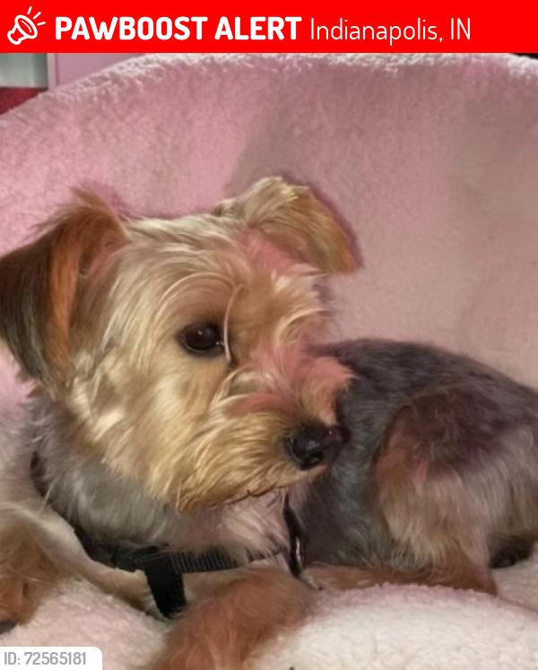 Lost Male Dog last seen Twin air shopping center , Indianapolis, IN 46203