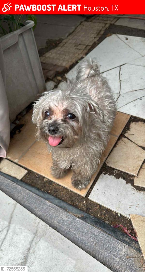 Lost Female Dog last seen Aldine bender rd and henry rd, Houston, TX 77060