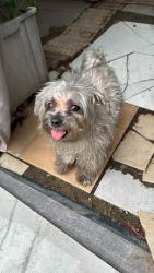 Lost Female Dog last seen Aldine bender rd and henry rd, Houston, TX 77060