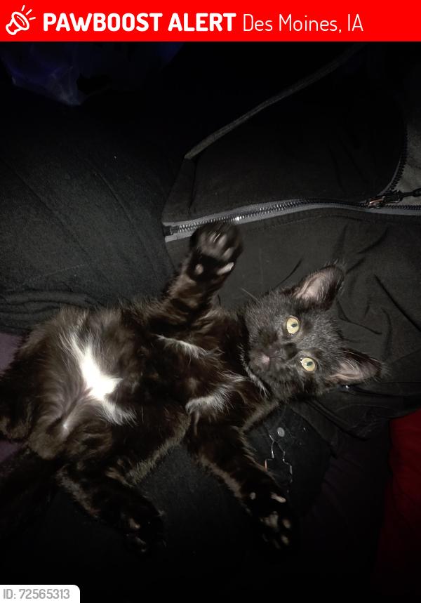 Lost Male Cat last seen Near e aurora ave desmoines iowa 50313, Des Moines, IA 50313