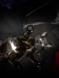 Lost Male Cat last seen Near e aurora ave desmoines iowa 50313, Des Moines, IA 50313