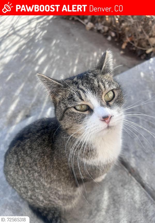 Lost Female Cat last seen Mitc Pl and Andes way , Denver, CO 80249