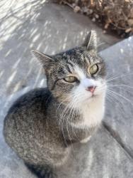 Lost Female Cat last seen Mitc Pl and Andes way , Denver, CO 80249