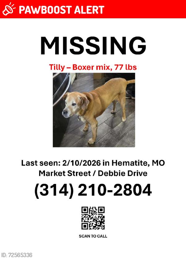 Lost Female Dog last seen Hillsboro Hematite Rd, Joachim Township, MO 63028