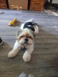 Lost Male Dog last seen Turner rd & magnolia street which is actually in New London Tx, Overton, TX 75684