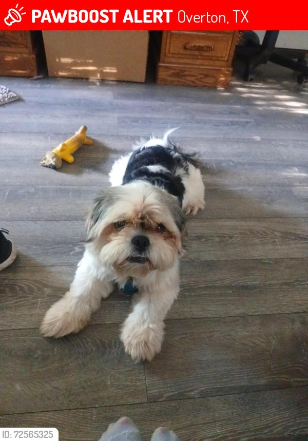 Lost Male Dog last seen Turner rd & magnolia street which is actually in New London Tx, Overton, TX 75684