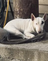 Lost Female Dog last seen Centro de carnes, Laredo, TX 78046