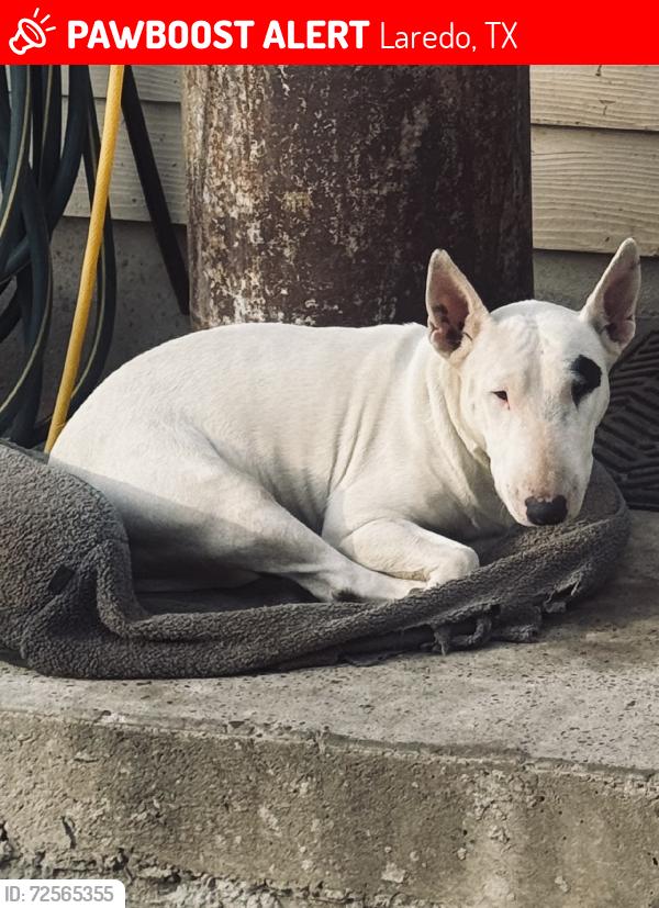 Lost Female Dog last seen Centro de carnes, Laredo, TX 78046